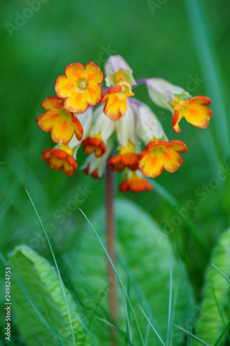 Fototapeta Naklejka Na Ścianę i Meble -  Primula veris , cowslip flower - blurry flowers useful as background - springtime detail