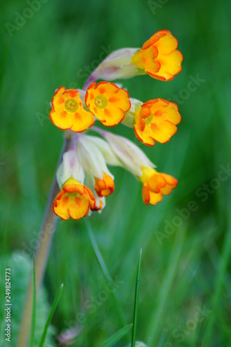 Primula veris   cowslip flower - blurry flowers useful as background - springtime detail