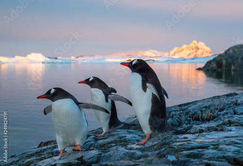 penguins in antarctica