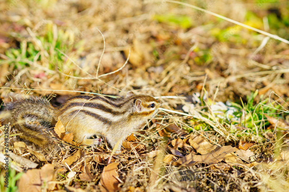 Fototapeta premium りす物語