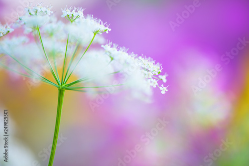 Cow parsley (Anthriscus sylvestris) flowers. Selective focus and shallow depth of field.