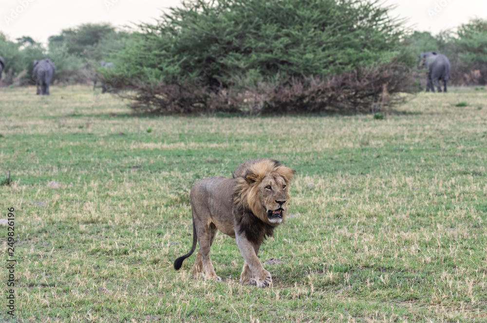 The Savuti Marsh Pride lions roam in the Chobe National Park Botswana. The Savuti Marsh Pride lions roam in the Chobe National Park Botswana.