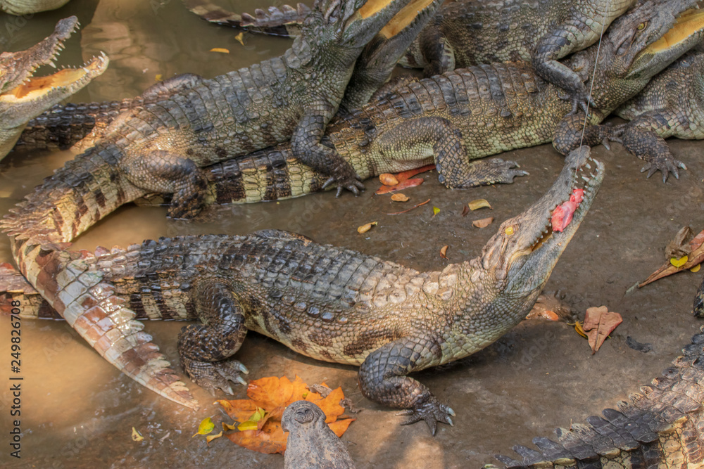 Obraz premium クロコダイル 捕食 ベトナム ミトー