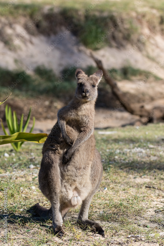 Portrait of young cute australian Kangaroo standing in the field and waiting. Joey Portrait of young cute australian Kangaroo standing in the field and waiting. Joey