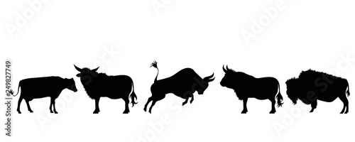 Illustration of set bull and cow icon. Vector silhouette on white background. Symbol farm´s cattle.