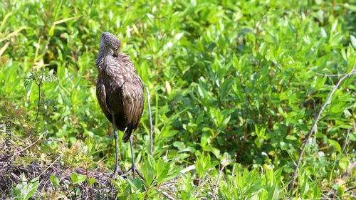 Wallpaper Mural Limpkin bird closeup standing and grooming in marsh swamp in Paynes Prairie Preserve State Park in Gainesville, Florida with beak Torontodigital.ca