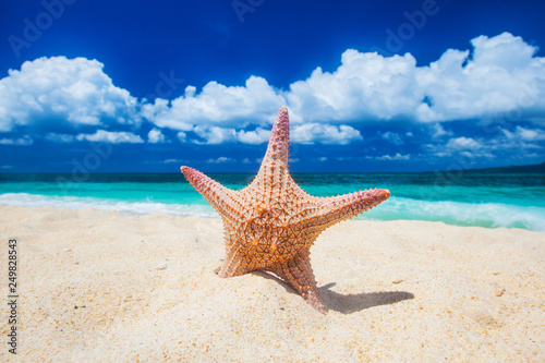 Tropical beach with starfish