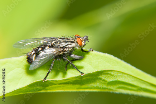 A black big fly sits on a green leaf. Macro photography