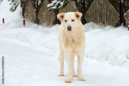 A big white dog on a snowy road on a snowy winter day © Konstantin