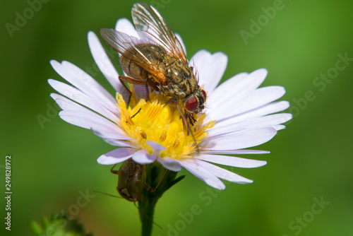 A beautiful big fly sits on a garden daisy