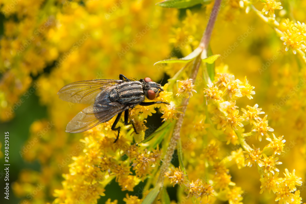 A big fly collects nectar from flowers on a large flowering yellow bush A big fly collects nectar from flowers on a large flowering yellow bush