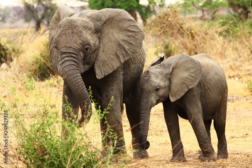 Elephant Mother and Calf