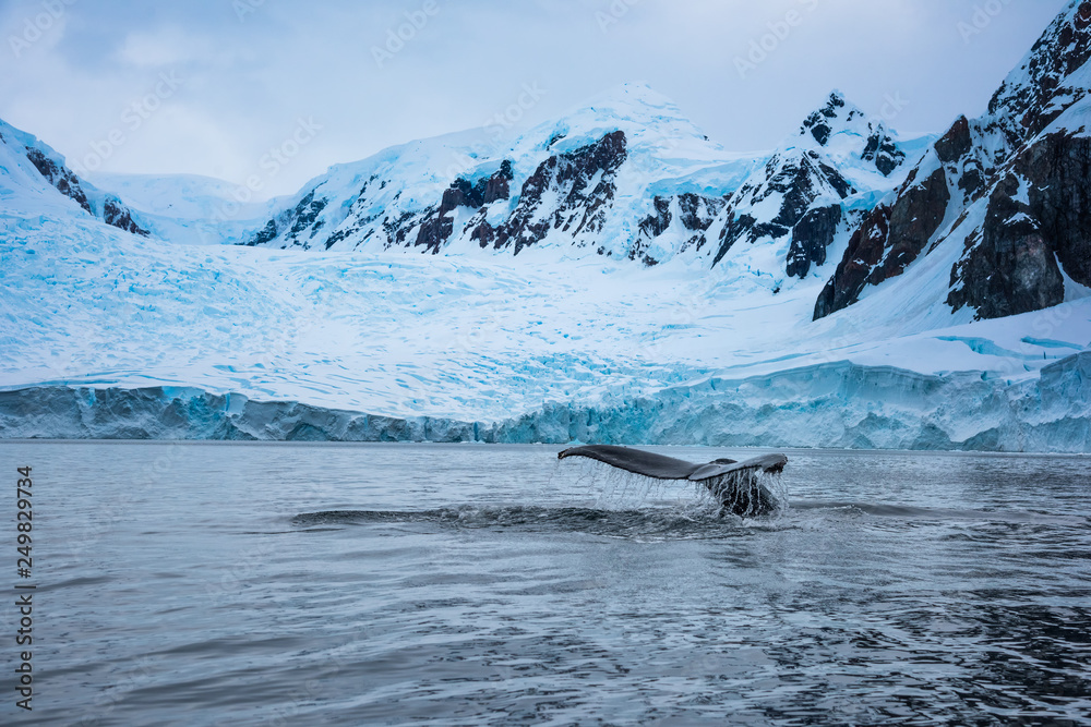 Obraz premium humpback whale in water in antarctica