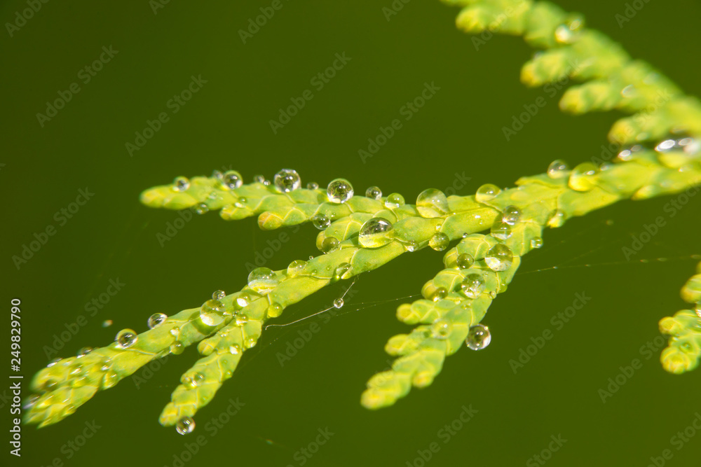 Thuja branch covered with water drops after rain Thuja branch covered with water drops after rain