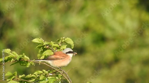 Neuntöter (Laius collurio) Rotrückenwürger frißt Schnacke photo