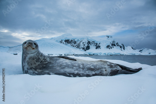 Weddell seal in Antarctica photo