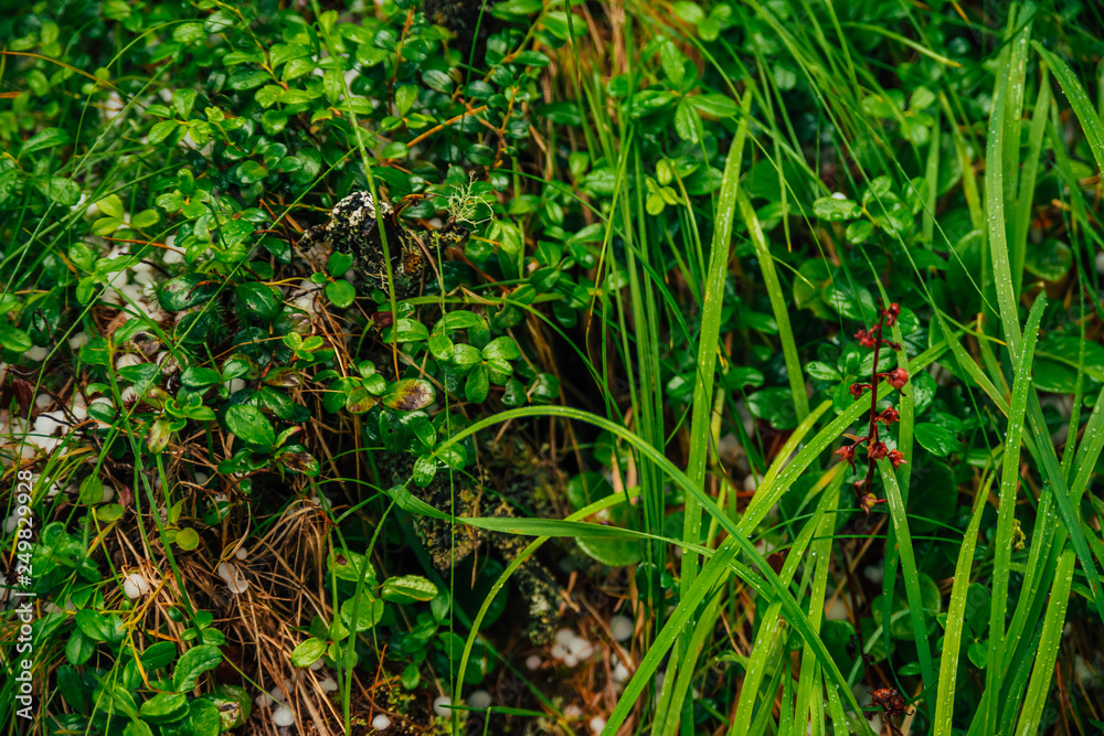 Hailstones on ground among rich vegetation in macro. Big hailing on plants close-up. Natural background of hail with greenery. Hailstorm dropping among grasses. Abnormal precipitation. Amazing weather Hailstones on ground among rich vegetation in macro. Big hailing on plants close-up. Natural background of hail with greenery. Hailstorm dropping among grasses. Abnormal precipitation. Amazing weather