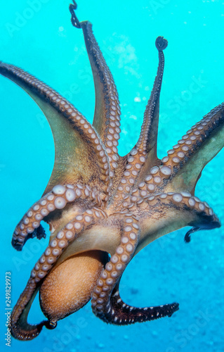 Octopus off the coast of Hawaii © John Anderson