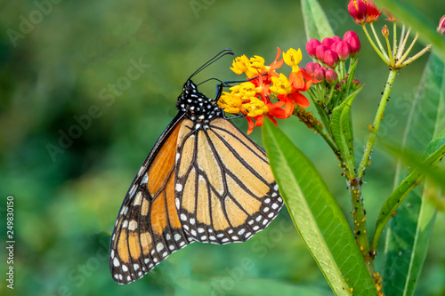 monarch butterfly, Danaus plexippus