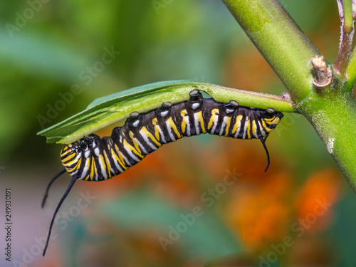 monarch butterfly, Danaus plexippus ,caterpillar