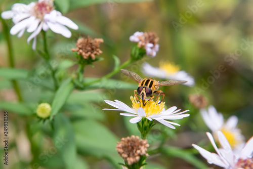 A big fly collects nectar from chamomile flowers