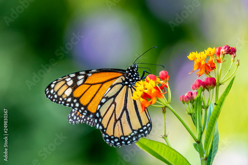 monarch butterfly, Danaus plexippus © John Anderson