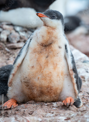penguin chick on rock