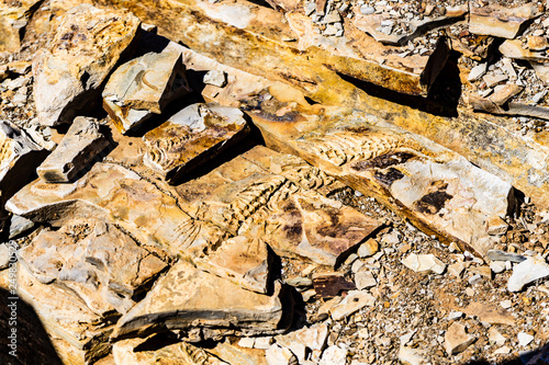 Reptile fossil Mesosaurus braziliensis namibia photo