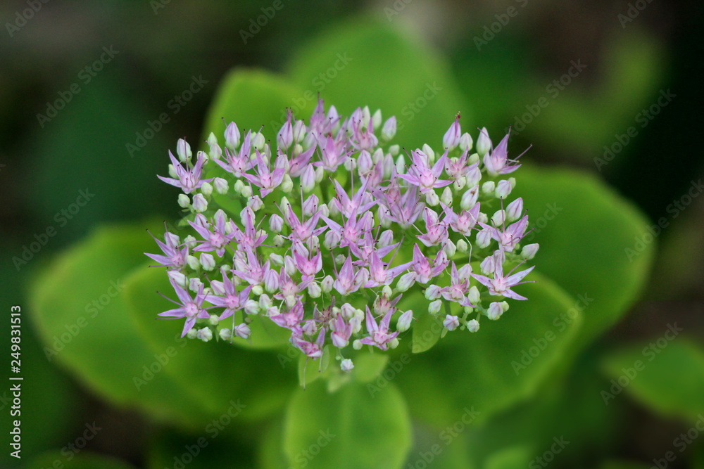 Sedum Autumn joy or Sedum Herbstfreude plant with large rosy coral flower head full of multiple small white to pink flowers on large green leaves background in local garden on warm sunny day Sedum Autumn joy or Sedum Herbstfreude plant with large rosy coral flower head full of multiple small white to pink flowers on large green leaves background in local garden on warm sunny day