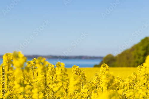 Close up of canola plants in southern Sweden with the ocean "Öresund" in the backgroung.  © Viktorishy