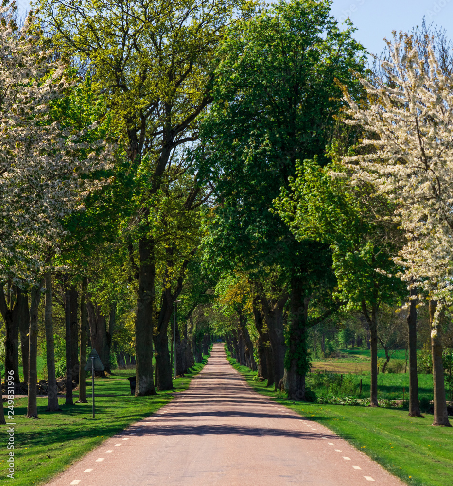 Road leading straight through trees creating a tunnel of leaves in southern Sweden during spring. 