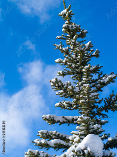Snow-covered fir-tree against the background of the blue sky with clouds.