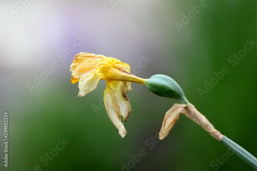 Shriveled Narcissus or Daffodil or Daffadowndilly or Jonquil perennial herbaceous bulbiferous geophytes plant with dried yellow flower planted in local garden on warm sunny spring day photo