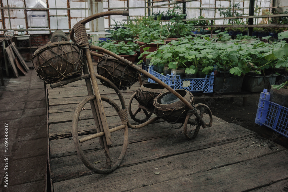 Antique wooden bicycle with plants on background
