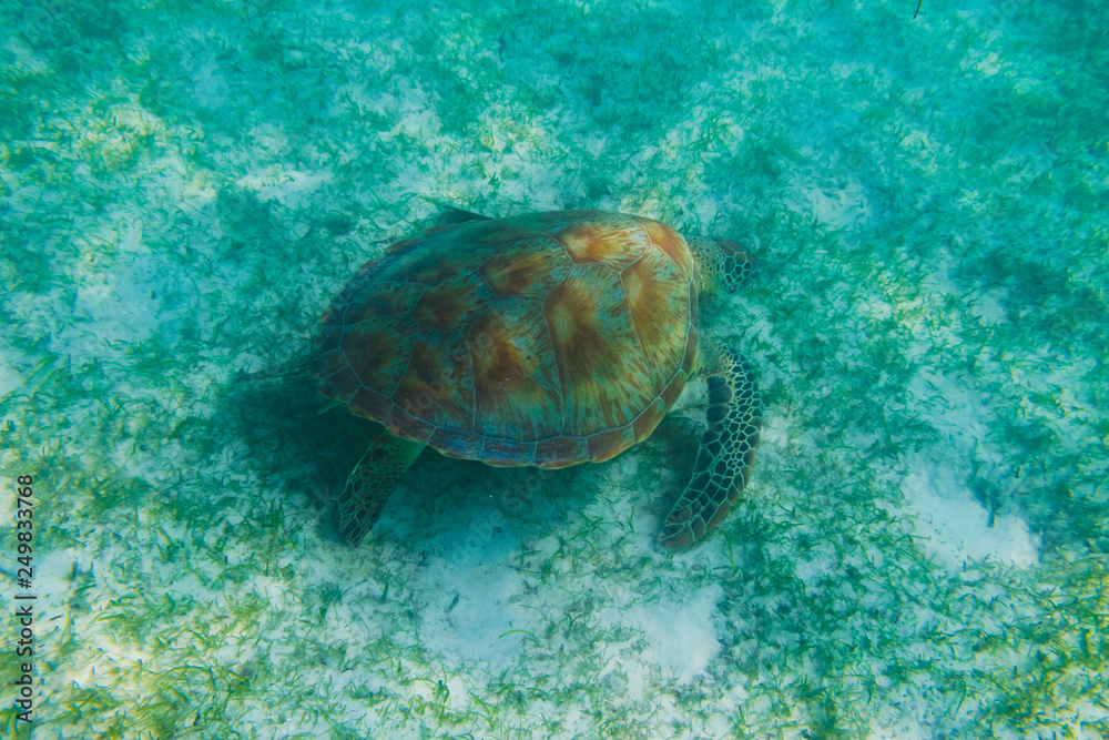 Green sea turtle at the maldives seen while diving and snorkeling underwater with the great turtle animal
