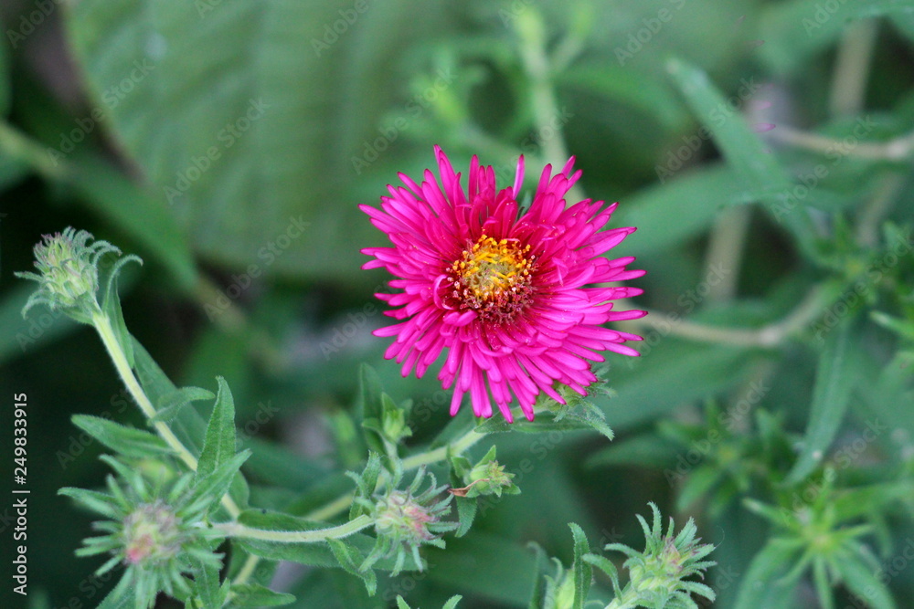 Single dark Aster pink flower planted in local garden surrounded with closed flower buds and green leaves on warm sunny day Single dark Aster pink flower planted in local garden surrounded with closed flower buds and green leaves on warm sunny day
