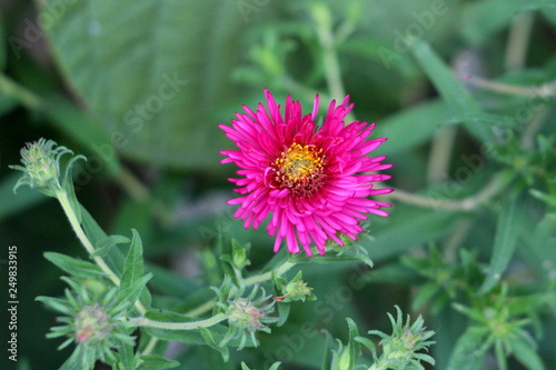 Single dark Aster pink flower planted in local garden surrounded with closed flower buds and green leaves on warm sunny day
