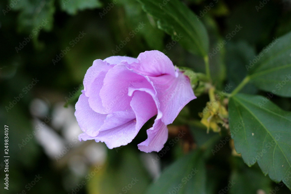 Single Hibiscus syriacus or Rose of Sharon or Syrian ketmia or Rose mallow or St Josephs rod flowering hardy deciduous shrub plant with open violet trumpet shaped flower in local garden surrounded wit Single Hibiscus syriacus or Rose of Sharon or Syrian ketmia or Rose mallow or St Josephs rod flowering hardy deciduous shrub plant with open violet trumpet shaped flower in local garden surrounded wit