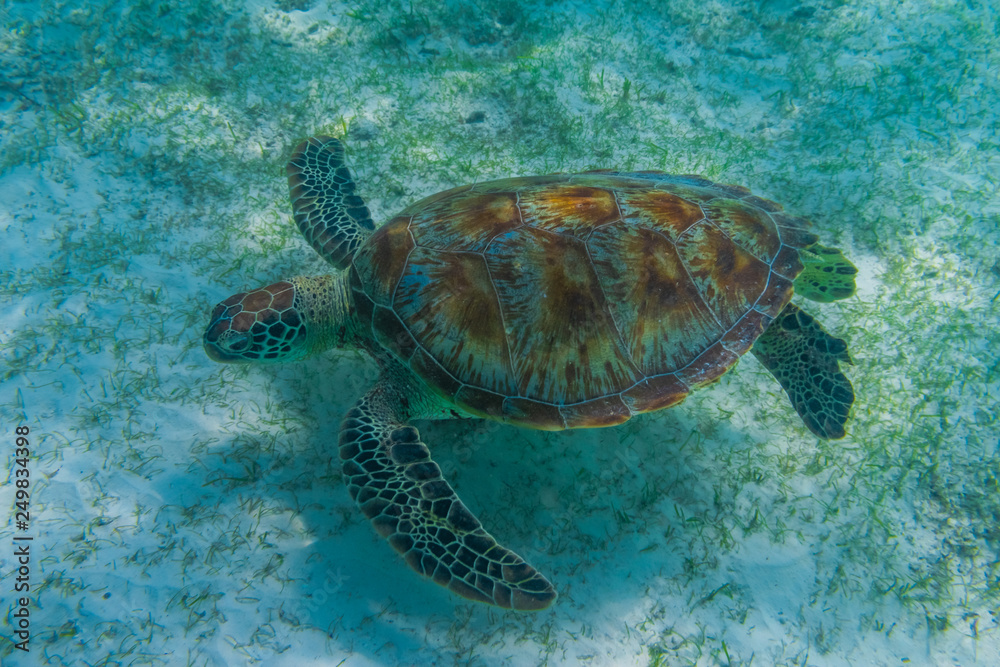 Green sea turtle at the maldives seen while diving and snorkeling underwater with the great turtle animal