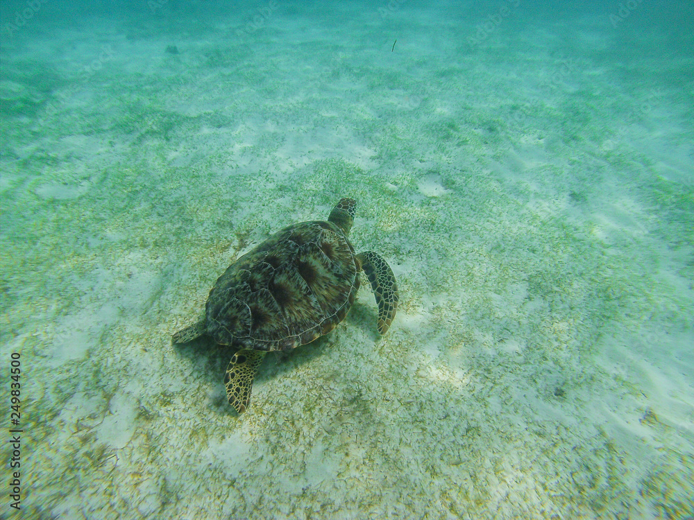 Green sea turtle at the maldives seen while diving and snorkeling underwater with the great turtle animal