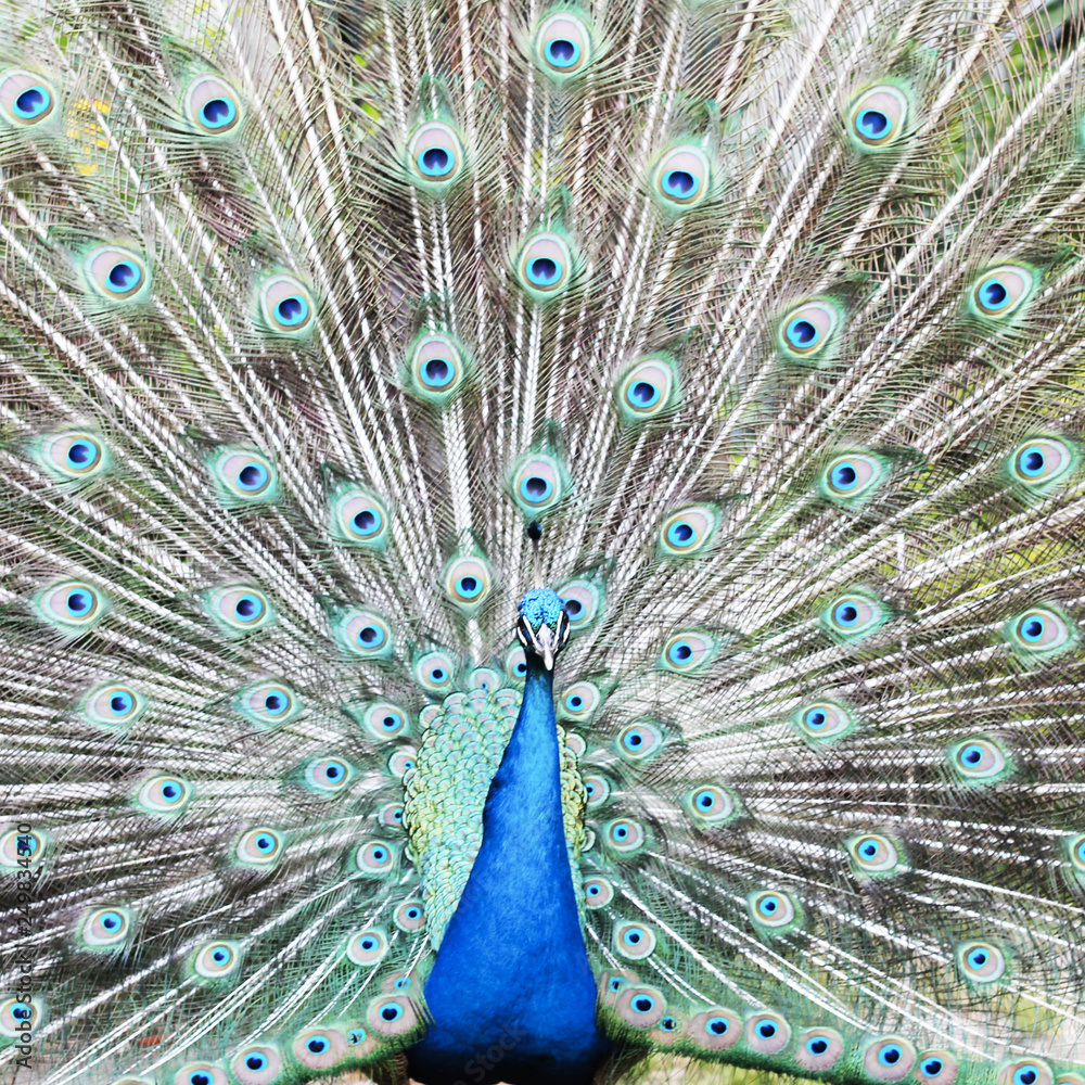 Naklejka premium Paon Zoo de Lisbonne - Portugal