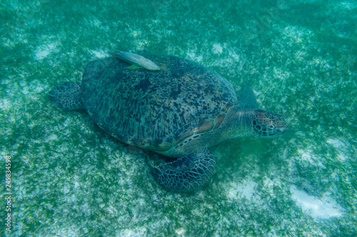 Green sea turtle at the maldives seen while diving and snorkeling underwater with the great turtle animal