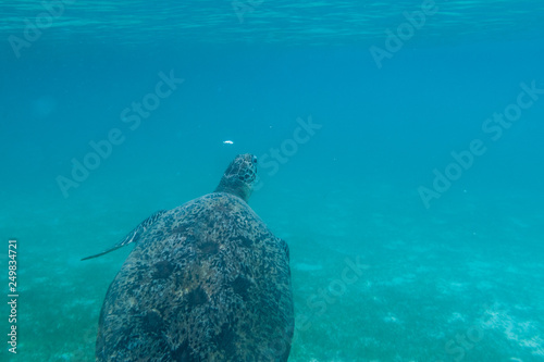 Green sea turtle at the maldives seen while diving and snorkeling underwater with the great turtle animal photo