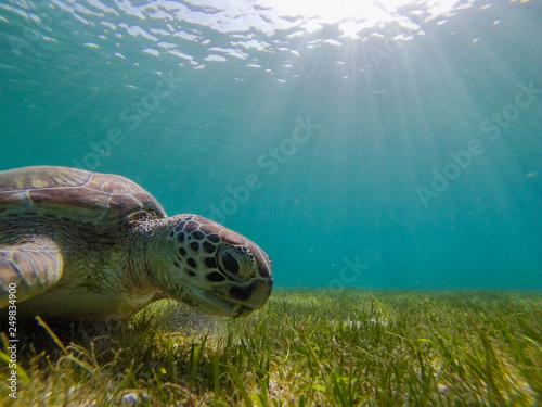 Green sea turtle at the maldives seen while diving and snorkeling underwater with the great turtle animal photo