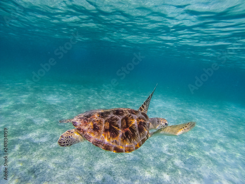 Green sea turtle at the maldives seen while diving and snorkeling underwater with the great turtle animal