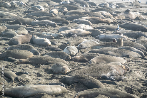 Elephant seal rookery on Piedra Blancas beach in Big Sur California Pacific Ocean USA photo