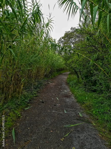 Dirt road with lots vegetation on the banks