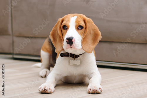 Five month old beagle puppy lying on the floor inside house