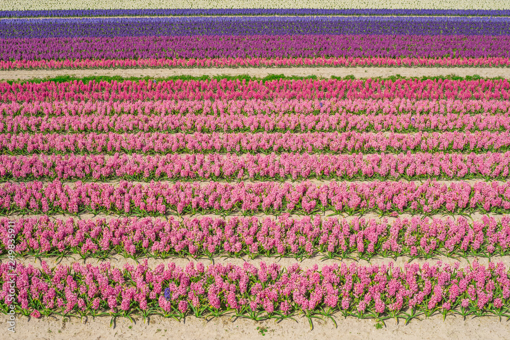 Landwirtschaft Feld mit vielen bunten Hyazinthen - Agriculture field with many colorful hyacinths Landwirtschaft Feld mit vielen bunten Hyazinthen - Agriculture field with many colorful hyacinths
