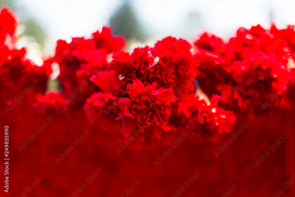 Fototapeta premium Red carnations on a red table